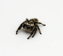 Load image into Gallery viewer, regal jumping spider
