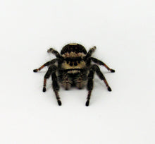 Load image into Gallery viewer, female jumping spider
