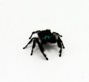 male jumping spider