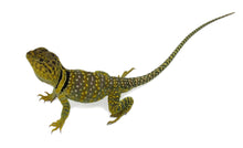 Load image into Gallery viewer, male eastern collared lizard
