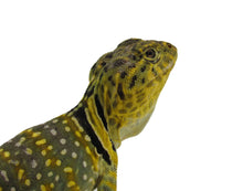 Load image into Gallery viewer, eastern collared lizard
