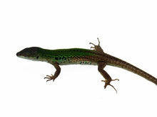 Load image into Gallery viewer, Male Italian Wall Lizard #MIWL01
