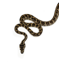 Load image into Gallery viewer, new guinea carpet python
