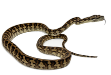 Load image into Gallery viewer, nova guinea carpet python
