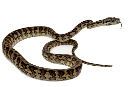 nova guinea carpet python