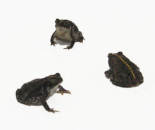 Load image into Gallery viewer, Oak Toads #OT01
