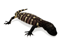 Load image into Gallery viewer, Beaded Lizard
