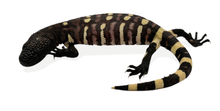 Load image into Gallery viewer, Rio Fuerte Beaded Lizard
