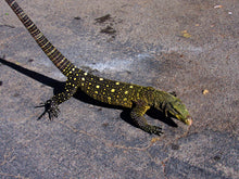 Load image into Gallery viewer, Male Crocodile Monitor

