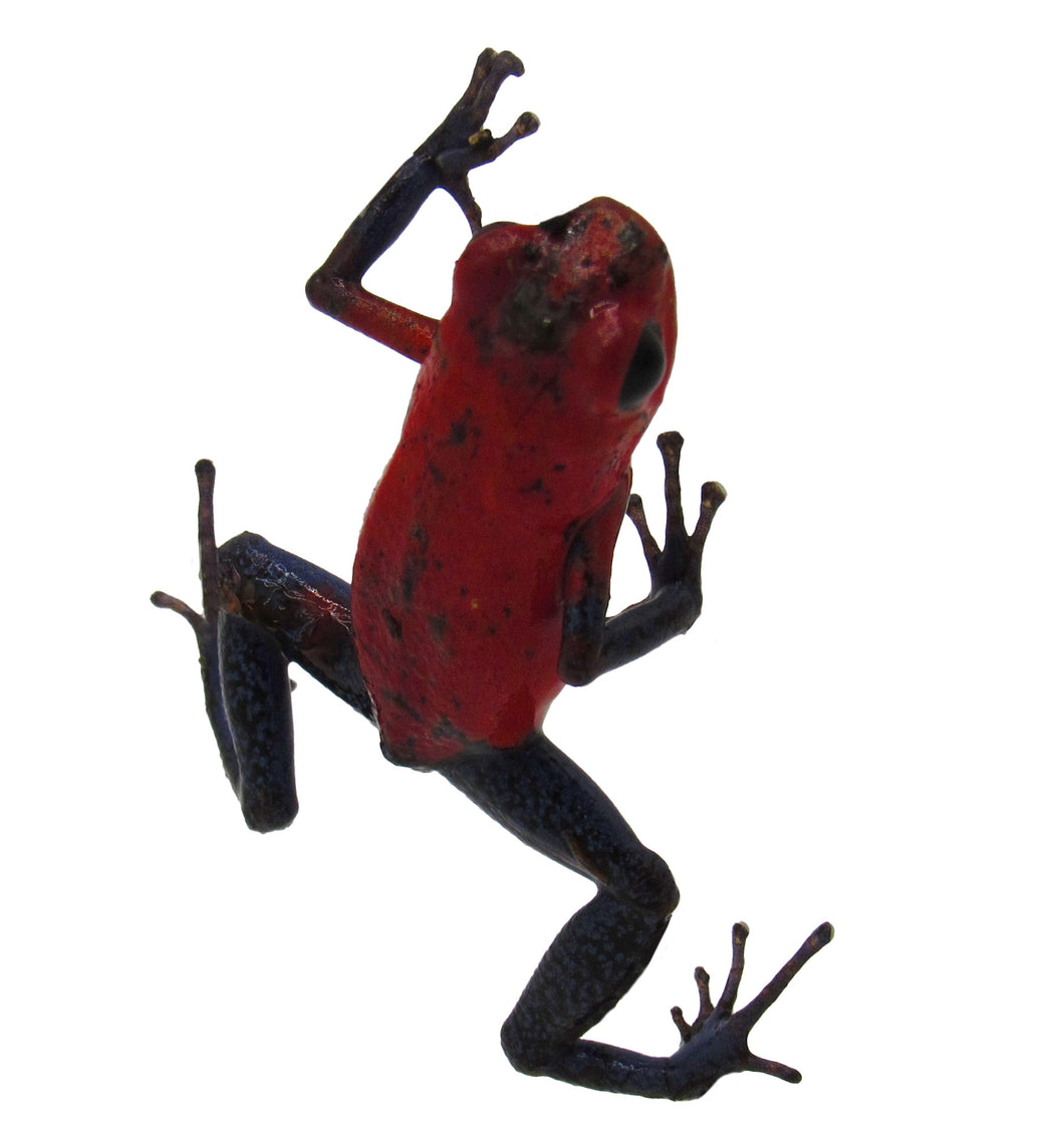 Strawberry Dart Frog #SDF01