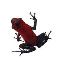 Load image into Gallery viewer, Strawberry Dart Frog #SDF01
