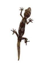 Load image into Gallery viewer, australian spiny tail gecko
