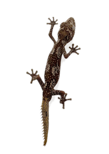 australian spiny tail gecko