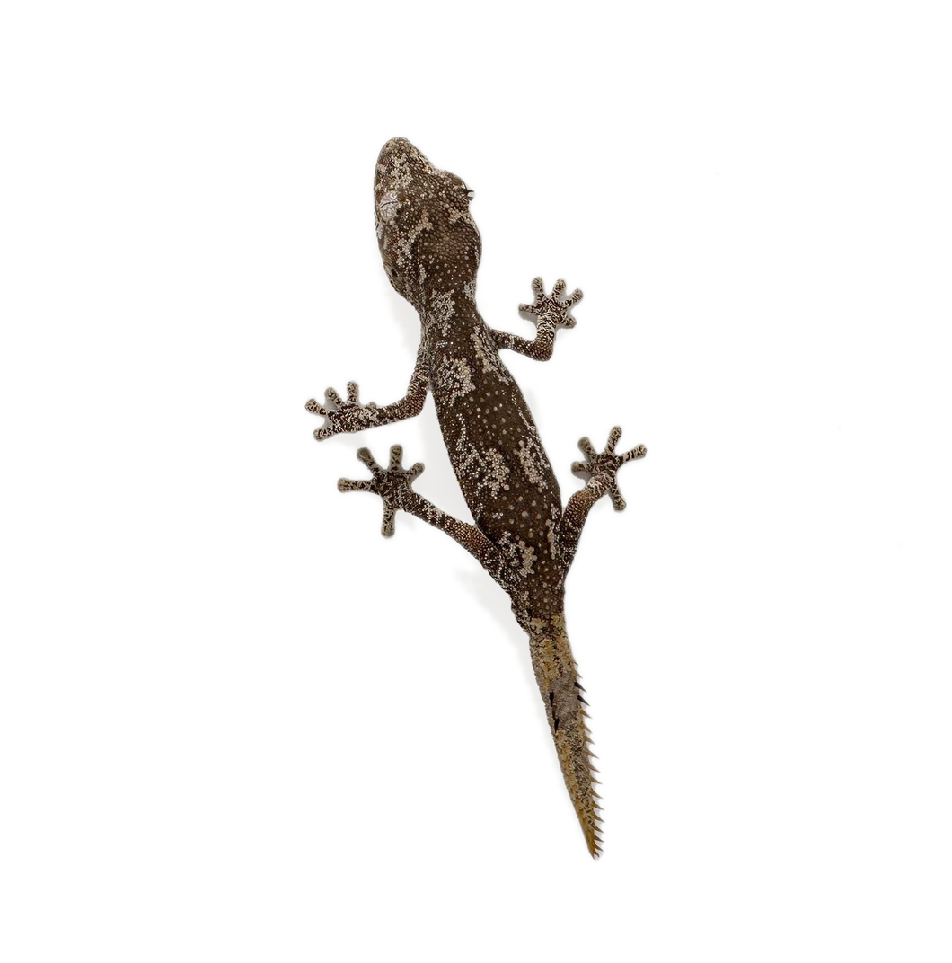Spiny Tail Gecko