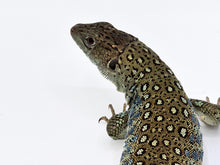 Load image into Gallery viewer, Female Ocellated Jeweled Lizard #OJL01

