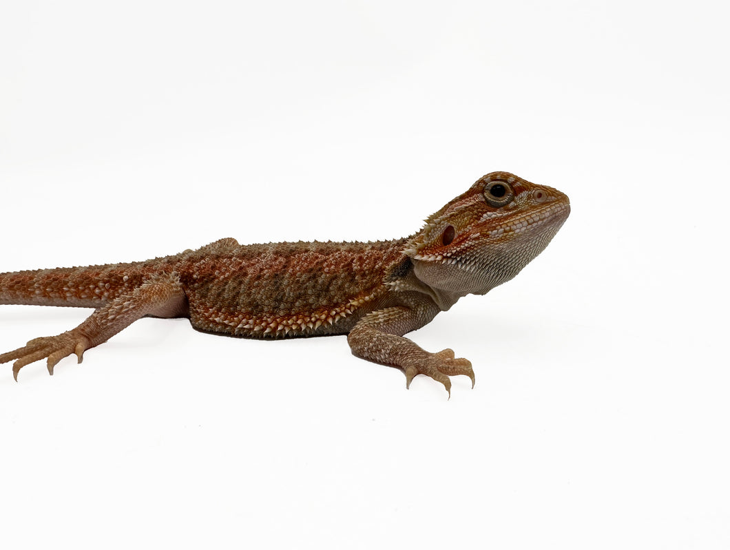 Red Hypo Translucent Baby Bearded Dragon #TRBBD01