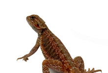 Load image into Gallery viewer, Red Hypo Translucent Baby Bearded Dragon #TRBBD01
