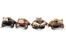 Load image into Gallery viewer, Soloman Island Leaf Frogs
