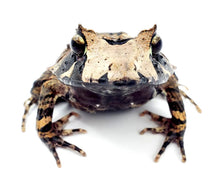 Load image into Gallery viewer, Soloman Island Leaf Frogs

