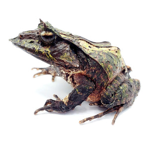 Soloman Island Leaf Frogs