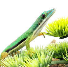 Load image into Gallery viewer, Lined Day Gecko ID# LDGM01
