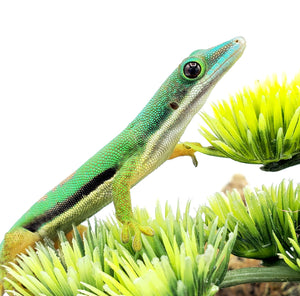 Lined Day Gecko ID# LDGM01