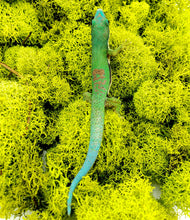 Load image into Gallery viewer, Lined Day Gecko ID# LDGM01
