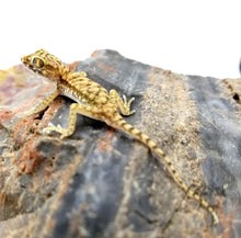 Load image into Gallery viewer, Dune Gecko
