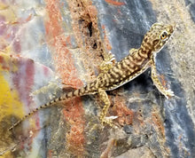 Load image into Gallery viewer, Dune Gecko
