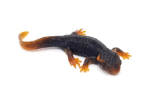 Load image into Gallery viewer, Crocodile Newts
