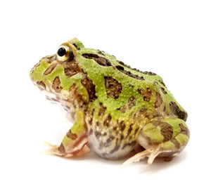 Green Horned Frog