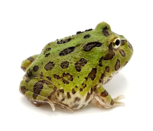 Green Horned Frog