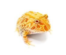 Load image into Gallery viewer, Strawberry Horned Frog #SHFUNMP
