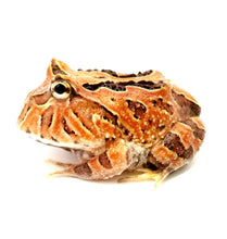 Load image into Gallery viewer, Fantasy Horned Frog
