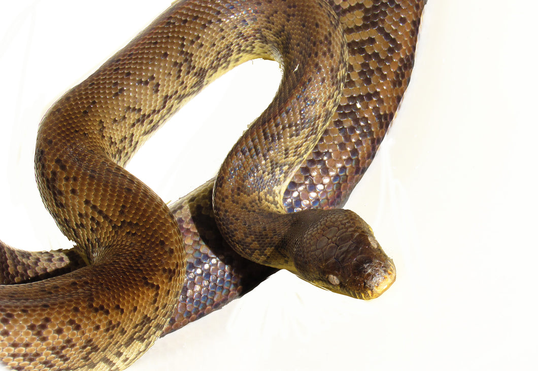 macklot's python