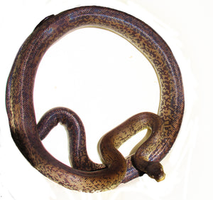 subadult macklot's python