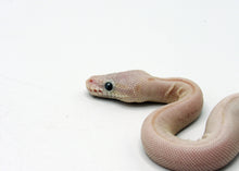 Load image into Gallery viewer, leucistic  ball python
