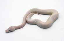 Load image into Gallery viewer, blue eye lucy ball python
