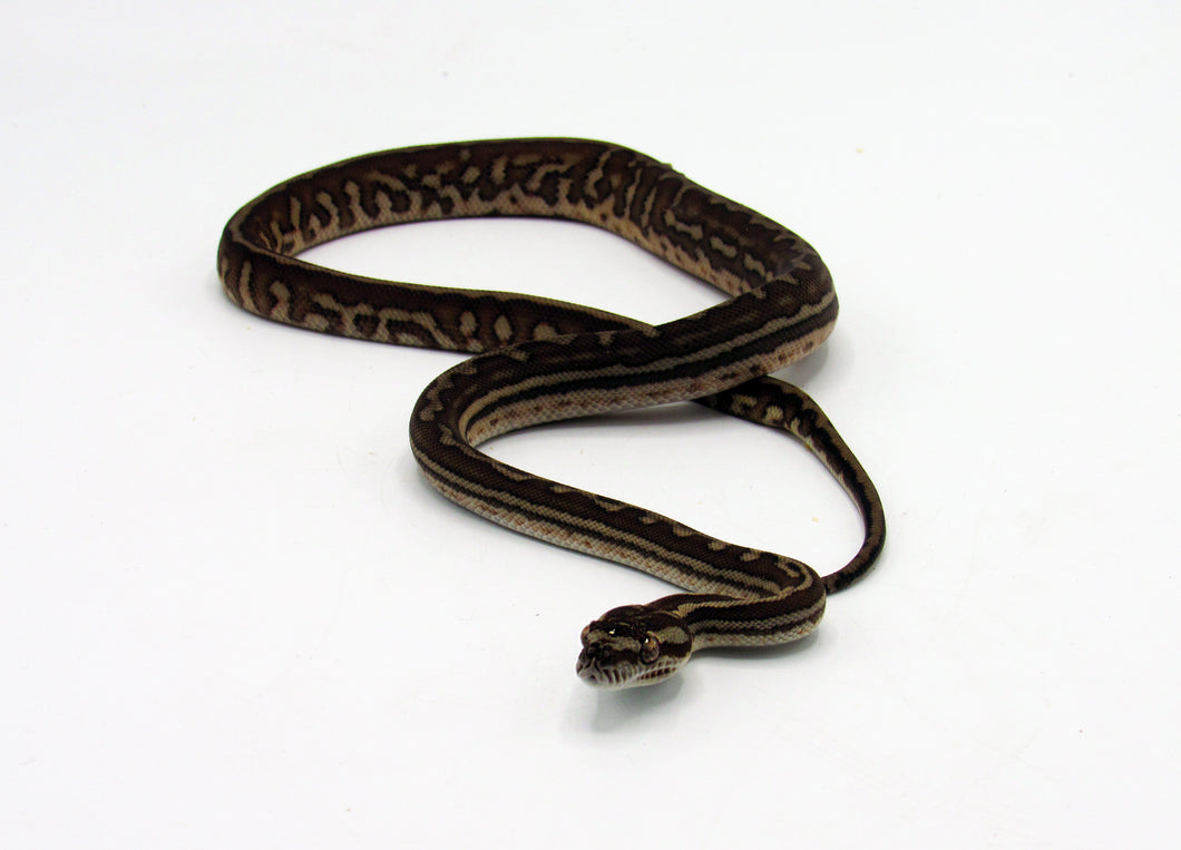 genetic stripe bredl's python