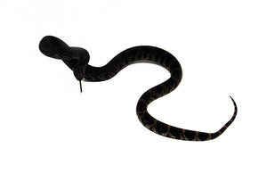 Female Black Pine Snake #FBPSJ02 (CA SALES ONLY)