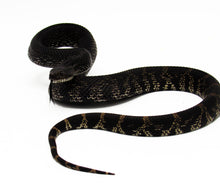 Load image into Gallery viewer, Female Black Pine Snake #FBPSJ02 (CA SALES ONLY)
