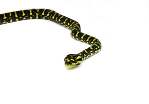 cool python