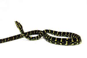 yellow carpet python