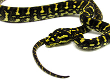 Load image into Gallery viewer, Carpet Jungle Python Female Juvenile #CJP01

