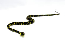 Load image into Gallery viewer, Carpet Jungle Python Female Juvenile #CJP01
