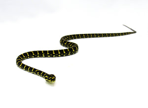 Carpet Jungle Python Female Juvenile #CJP01