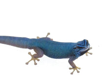 Load image into Gallery viewer, Turquoise Dwarf Gecko
