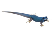 Load image into Gallery viewer, Electric Blue Day Gecko
