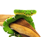 Load image into Gallery viewer, emerald tree boa
