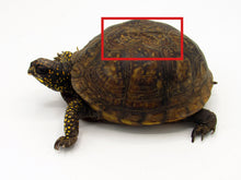 Load image into Gallery viewer, adult box turtle
